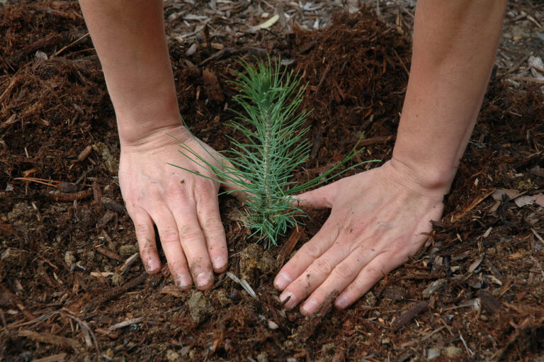 Plantation d'un jeune plant