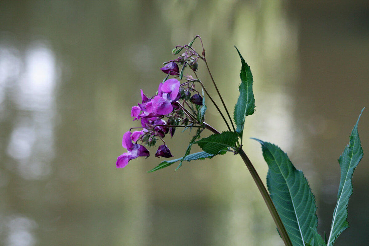 Arrosoir et fleurs dans un jardin